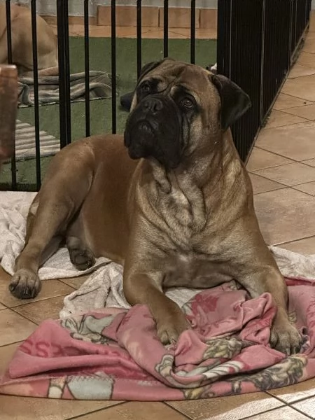 Nuova cucciolata Bullmastiff | Foto 0