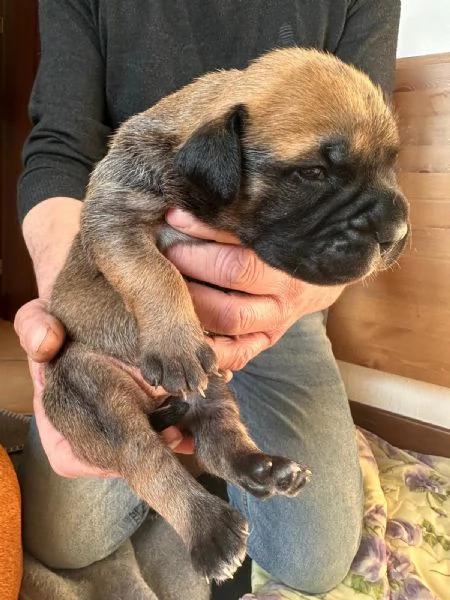 Nuova cucciolata Bullmastiff | Foto 1
