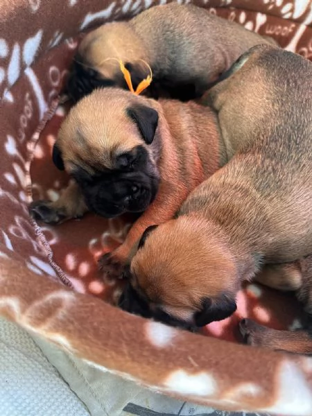 Nuova cucciolata Bullmastiff