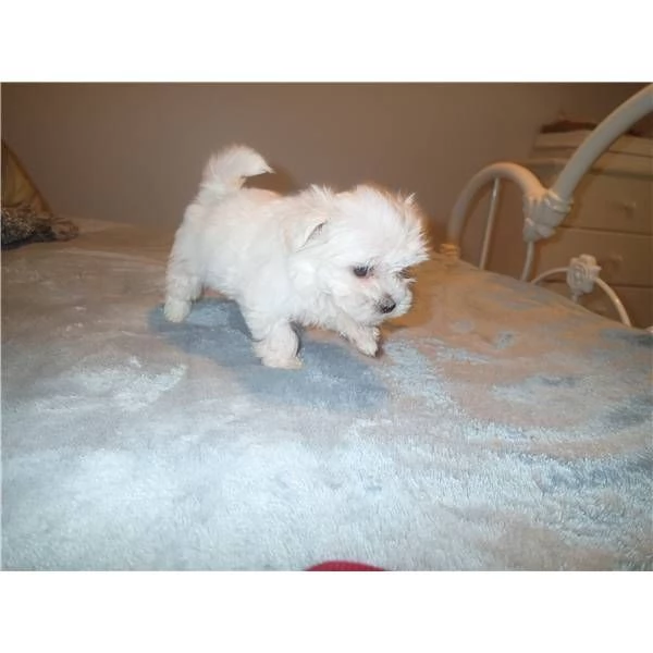  CUCCIOLI DI MALTESE MINI TOY,.