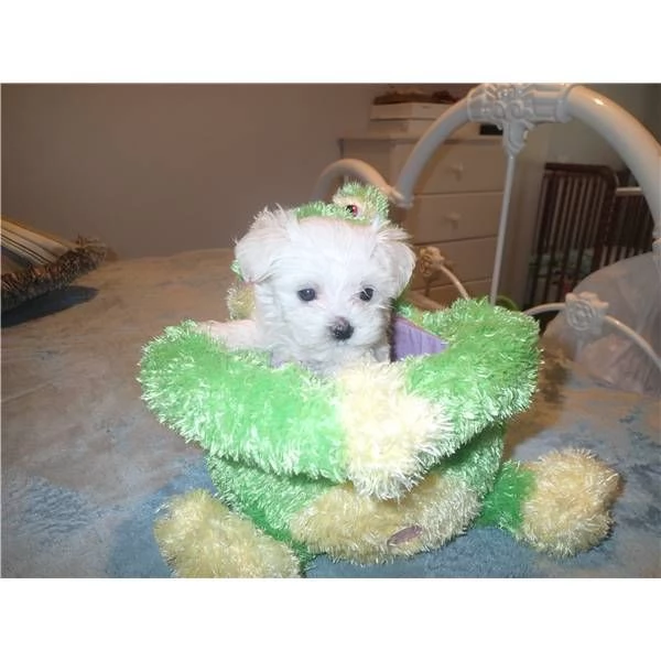 CUCCIOLI DI MALTESE MINI TOY!!