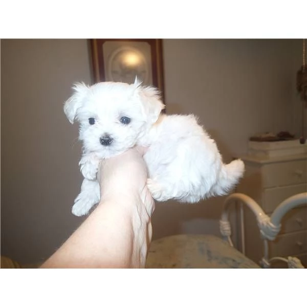 CUCCIOLI DI MALTESE MINI TOY,!
