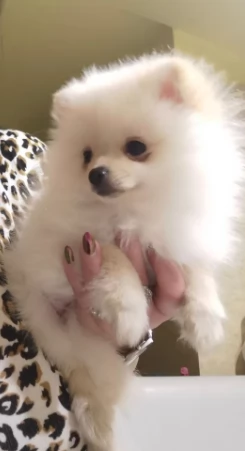 Splendidi cuccioli di Pomerania con pedigree
