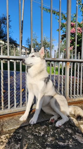 Cucciola Cane Lupo Cecoslovacco | Foto 3