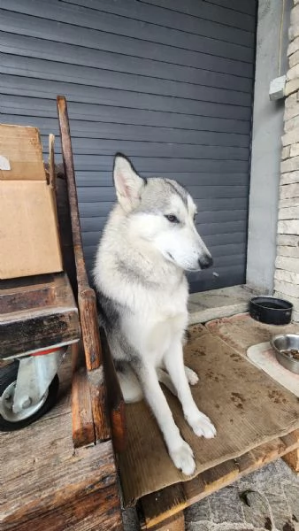 Cucciola Cane Lupo Cecoslovacco | Foto 2