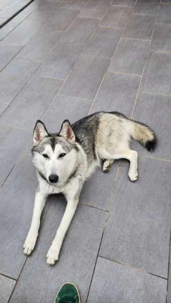 Cucciola Cane Lupo Cecoslovacco | Foto 0