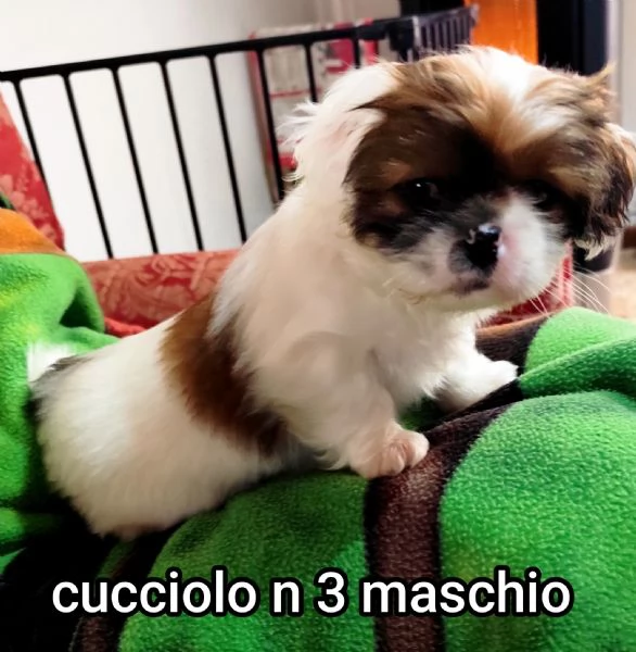 Bellissimi cuccioli cercano tanto amore e una nuova casa  | Foto 11