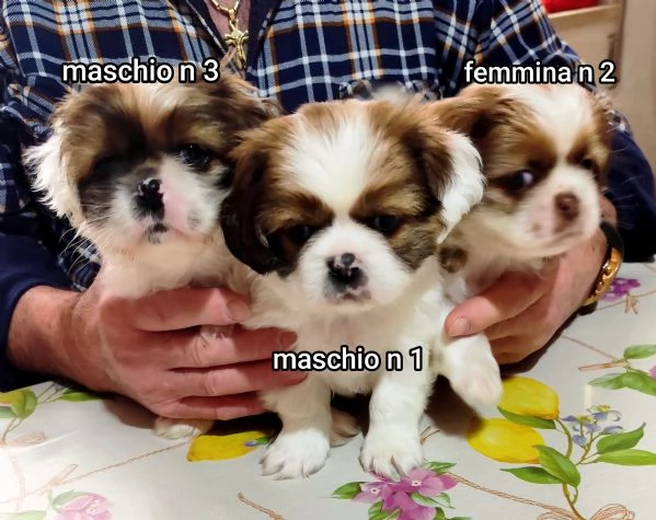 Bellissimi cuccioli cercano tanto amore e una nuova casa  | Foto 10