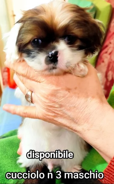 Bellissimi cuccioli cercano tanto amore e una nuova casa 