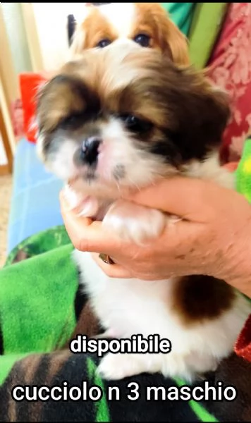 Bellissimi cuccioli cercano tanto amore e una nuova casa  | Foto 9