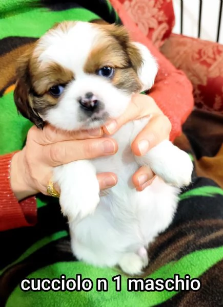 Bellissimi cuccioli cercano tanto amore e una nuova casa  | Foto 8