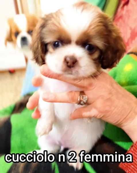 Bellissimi cuccioli cercano tanto amore e una nuova casa  | Foto 7