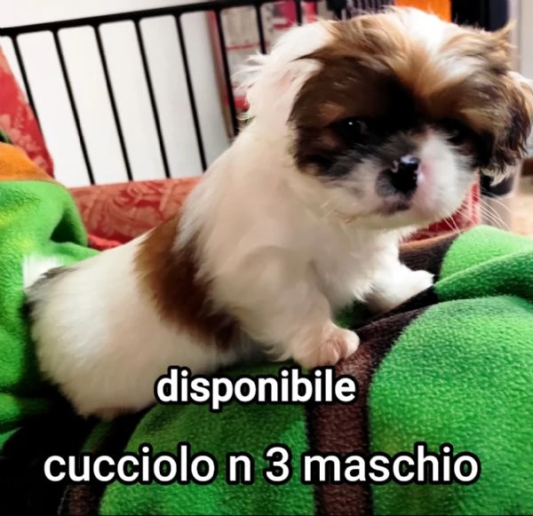 Bellissimi cuccioli cercano tanto amore e una nuova casa  | Foto 6