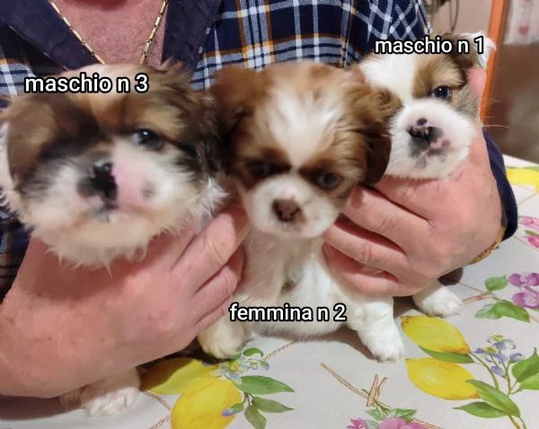 Bellissimi cuccioli cercano tanto amore e una nuova casa  | Foto 5