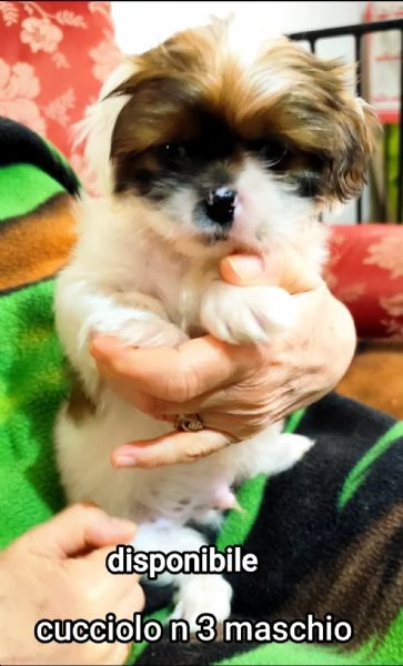 Bellissimi cuccioli cercano tanto amore e una nuova casa  | Foto 4