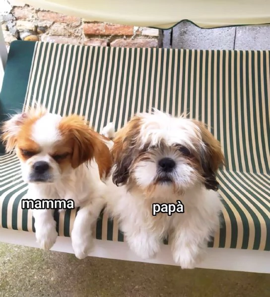 Bellissimi cuccioli cercano tanto amore e una nuova casa  | Foto 2