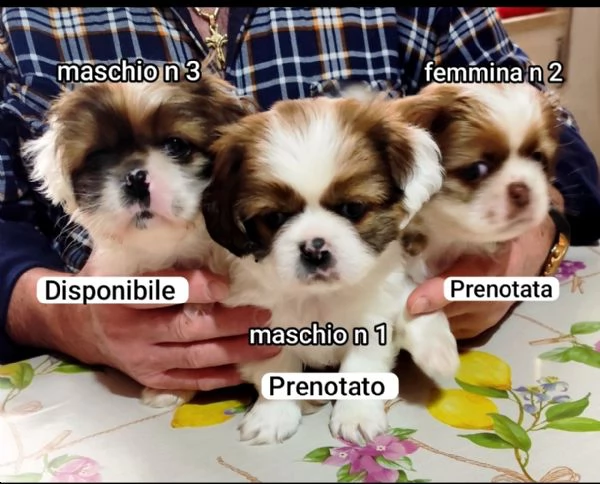 Bellissimi cuccioli cercano tanto amore e una nuova casa  | Foto 1