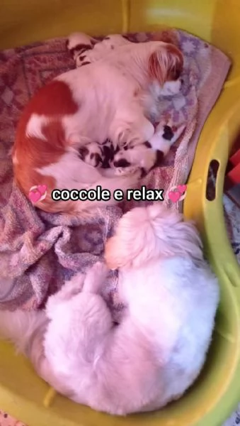 Bellissimi cuccioli cercano tanto amore e una nuova casa  | Foto 0