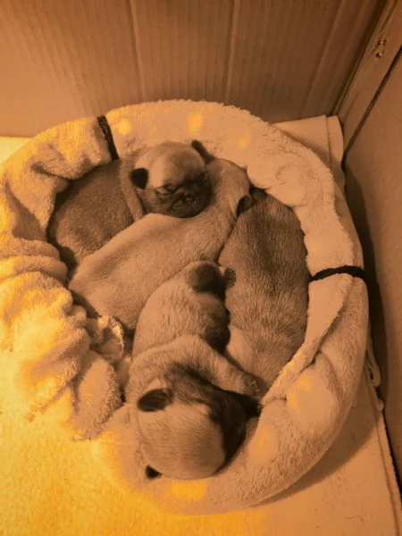 Cuccioli di carlino in vendita 