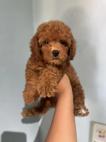 CUCCIOLI DI BARBONCINI TOY