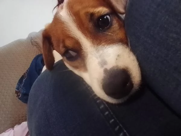 Cucciolo di jack Russel terrier  | Foto 3