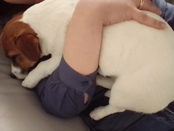 Cucciolo di jack Russel terrier  | Foto 2