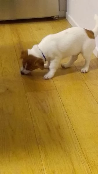 Cucciolo di jack Russel terrier  | Foto 1