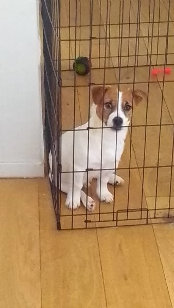 Cucciolo di jack Russel terrier  | Foto 0