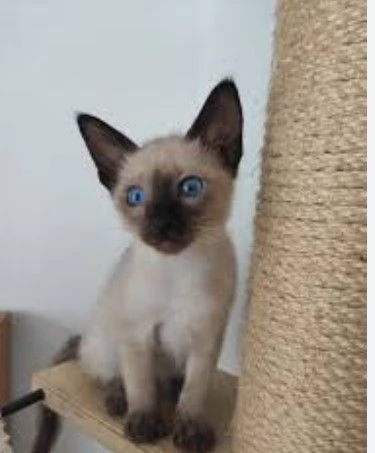 cerco gattino siamese cucciolo a pelo corto | Foto 0