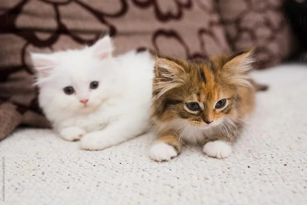 Gattini persiani di 12 settimane in vendita