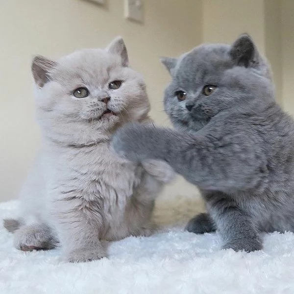 Cuccioli di British Shorthair BHK in vendita | Foto 0