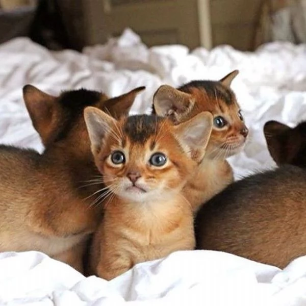 Cuccioli di Abissino pronti per casa