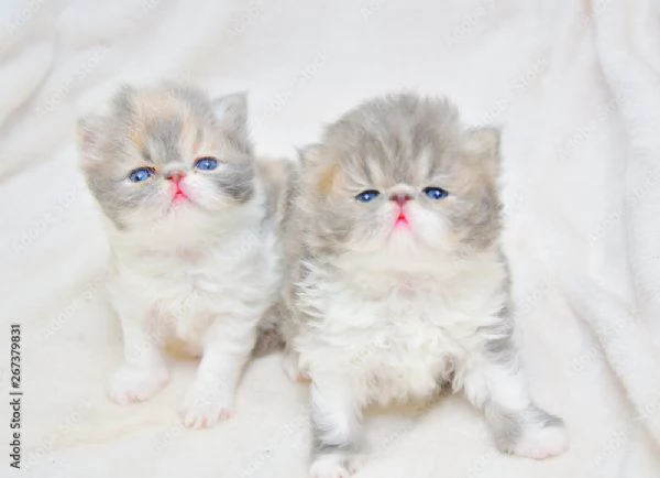 Persiano a pelo lungo speciale