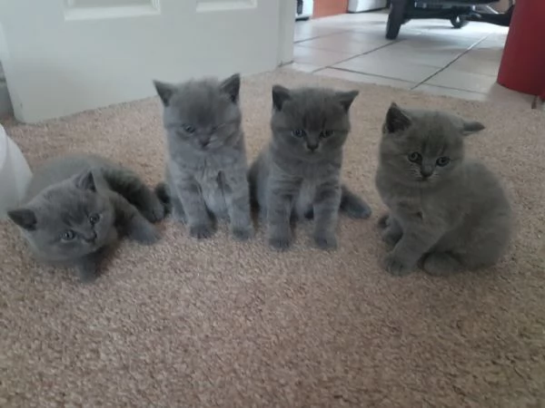 Cuccioli di British Shorthair BHK in vendita | Foto 2