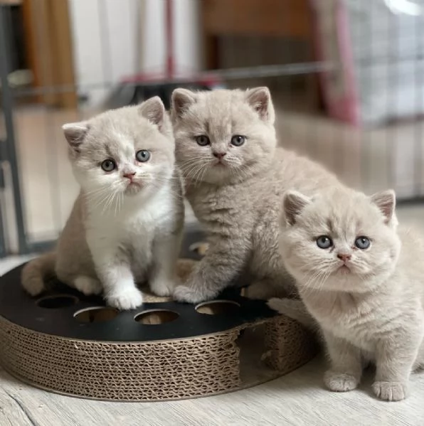 Cuccioli di British Shorthair BHK in vendita