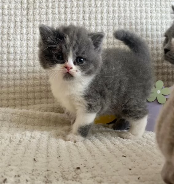 Cuccioli di British Shorthair BHK in vendita | Foto 1