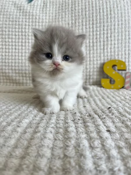 Cuccioli di British Shorthair BHK in vendita | Foto 0