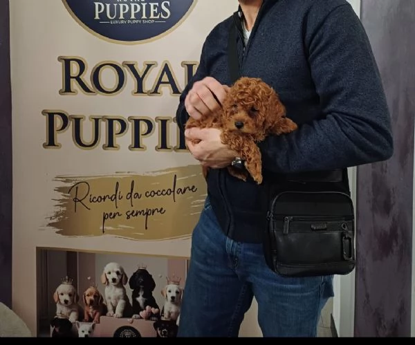 Barboncino mini toy | Foto 2