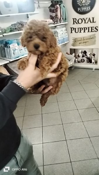 Barboncino mini toy | Foto 0