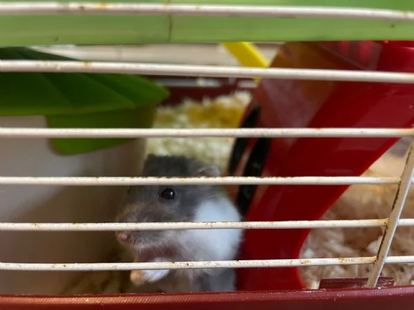 regalo criceto  | Foto 1