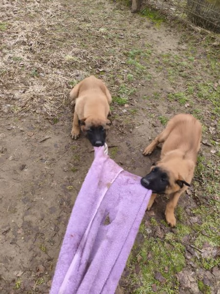 Cuccioli di Pastore belga Malinois  | Foto 2