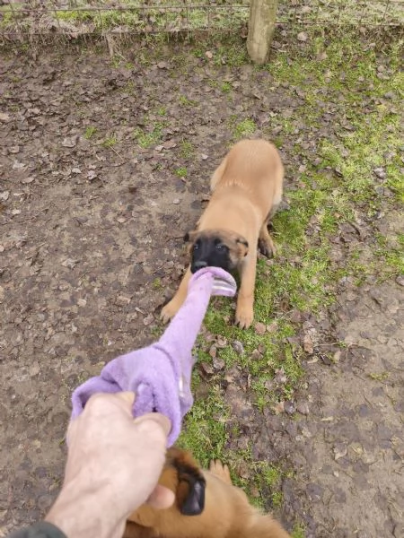 Cuccioli di Pastore belga Malinois  | Foto 1