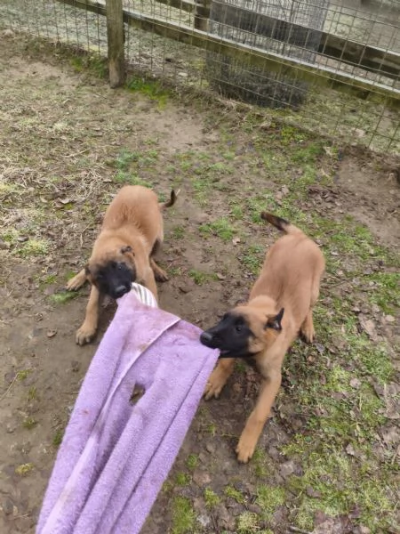 Cuccioli di Pastore belga Malinois  | Foto 0