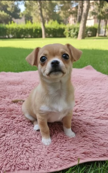 Cucciola chihuahua