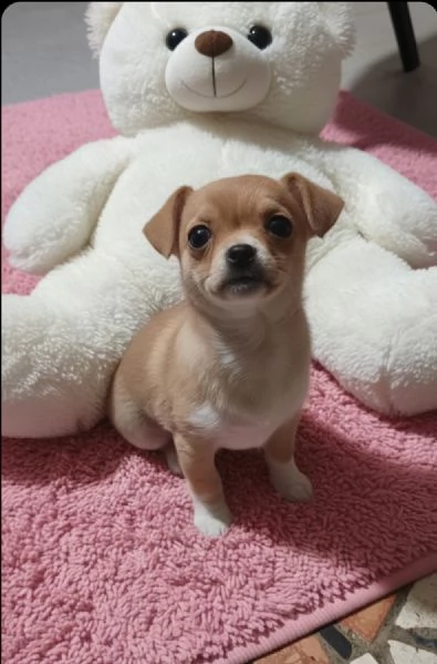 Cucciola chihuahua | Foto 0