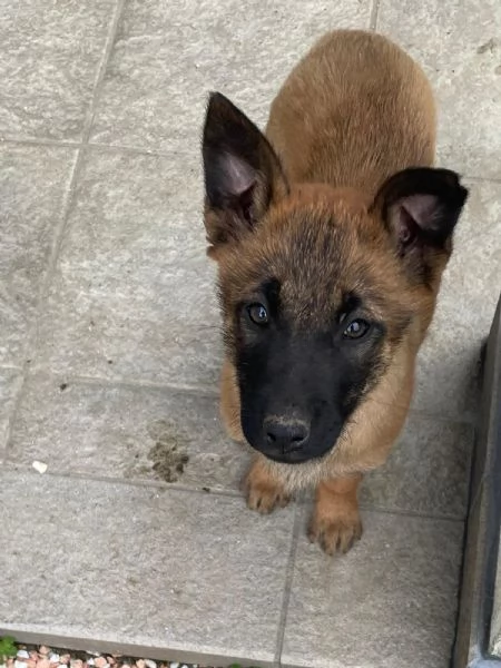 Cuccioli di Pastore Belga/Malinois