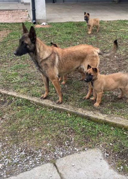 Cuccioli di Pastore Belga/Malinois | Foto 2
