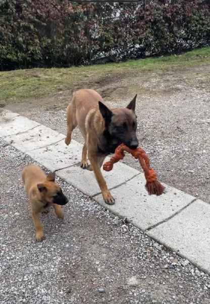 Cuccioli di Pastore Belga/Malinois | Foto 0