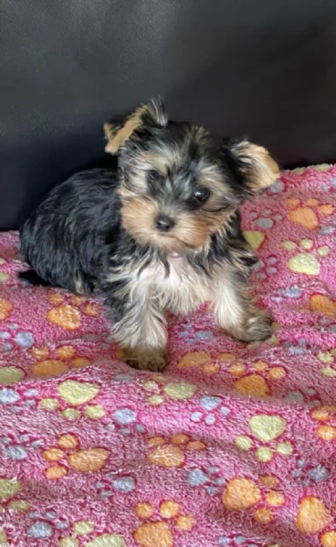 REGALO YORKSHIRE 