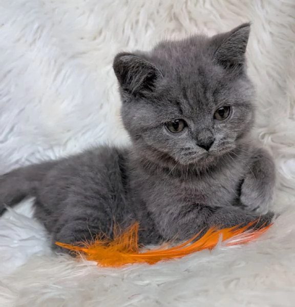 Due cucciole british shorthair
